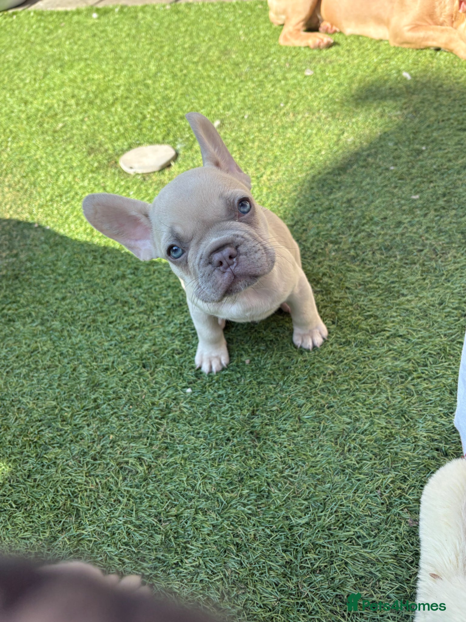 French Bulldog dogs French bulldog puppies  - Advert 5