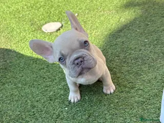 French Bulldog dogs French bulldog puppies - Advert 5