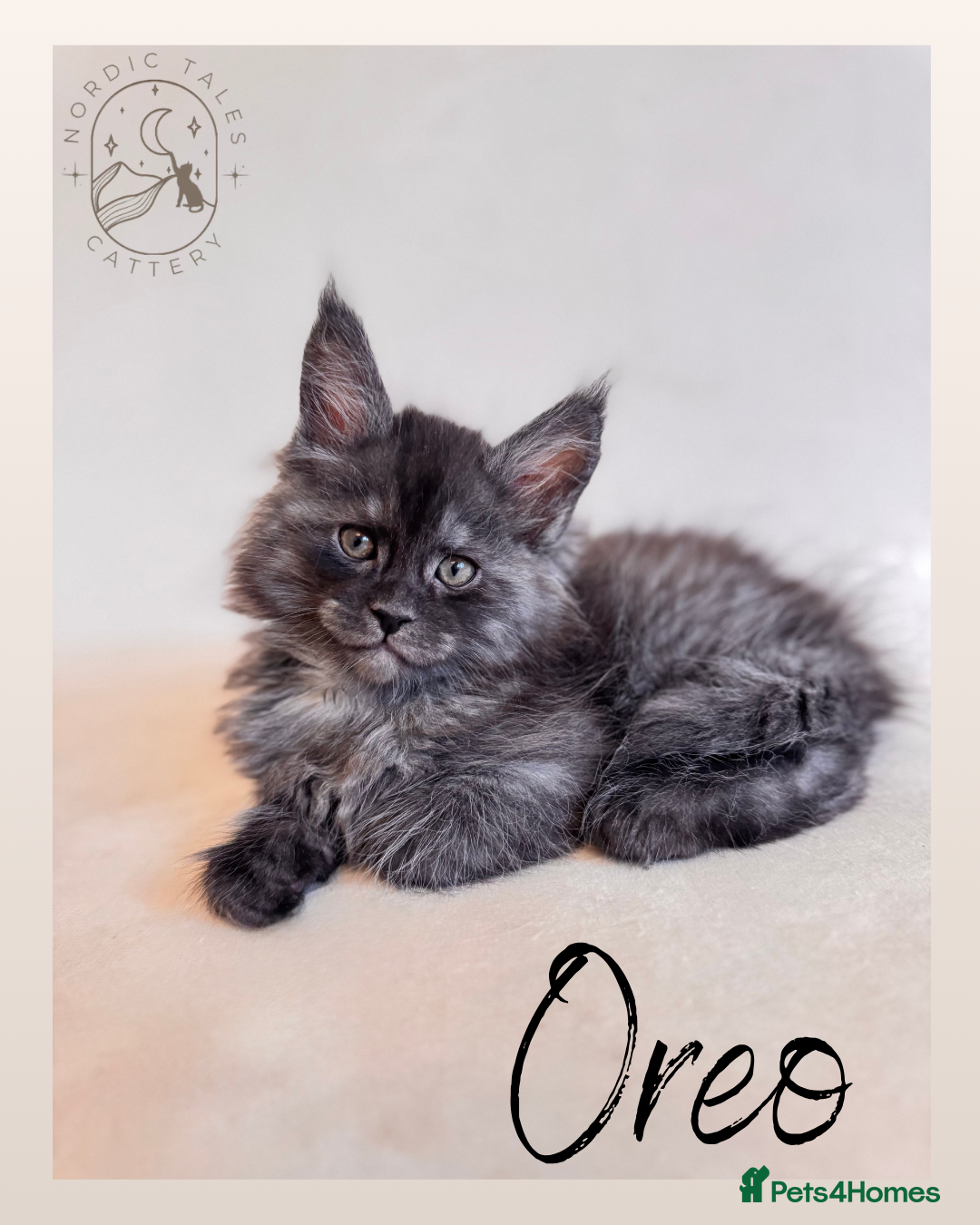 Maine Coon cats for sale: High Smoke, Smoke & Tabby Maine Coons - Advert 16