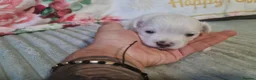 Bichon Frise dogs for sale: Gorgeous bichion frize puppies  - Advert 6