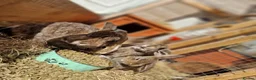 Mixed Breed rabbits for sale: Beautiful buns looking for their loving homes x - Advert 3