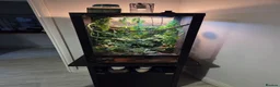 Chameleon reptiles for sale: Female veiled-chameleon  in Ferndale - Advert 1
