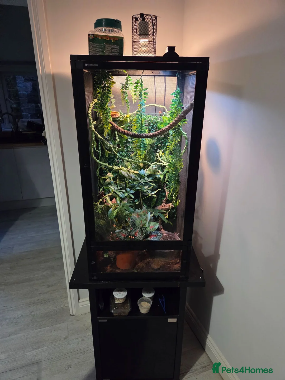 Chameleon reptiles for sale: Female veiled-chameleon  in Ferndale - Advert 1
