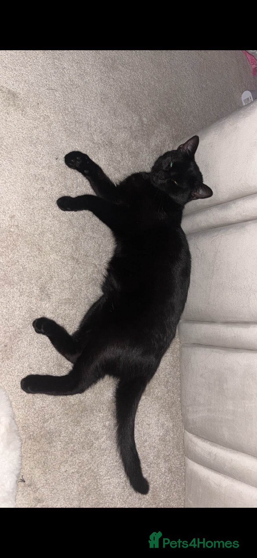 Mixed Breed cats Kittens for sale  - Advert 4