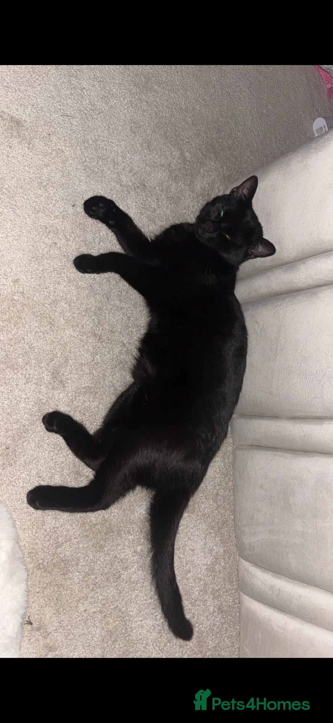 Mixed Breed cats for sale: Kittens for sale  in Edinburgh - Advert 1