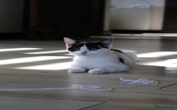 British Shorthair cats for sale: 2 Bundles of Joy!! Ready now!! - Image 17