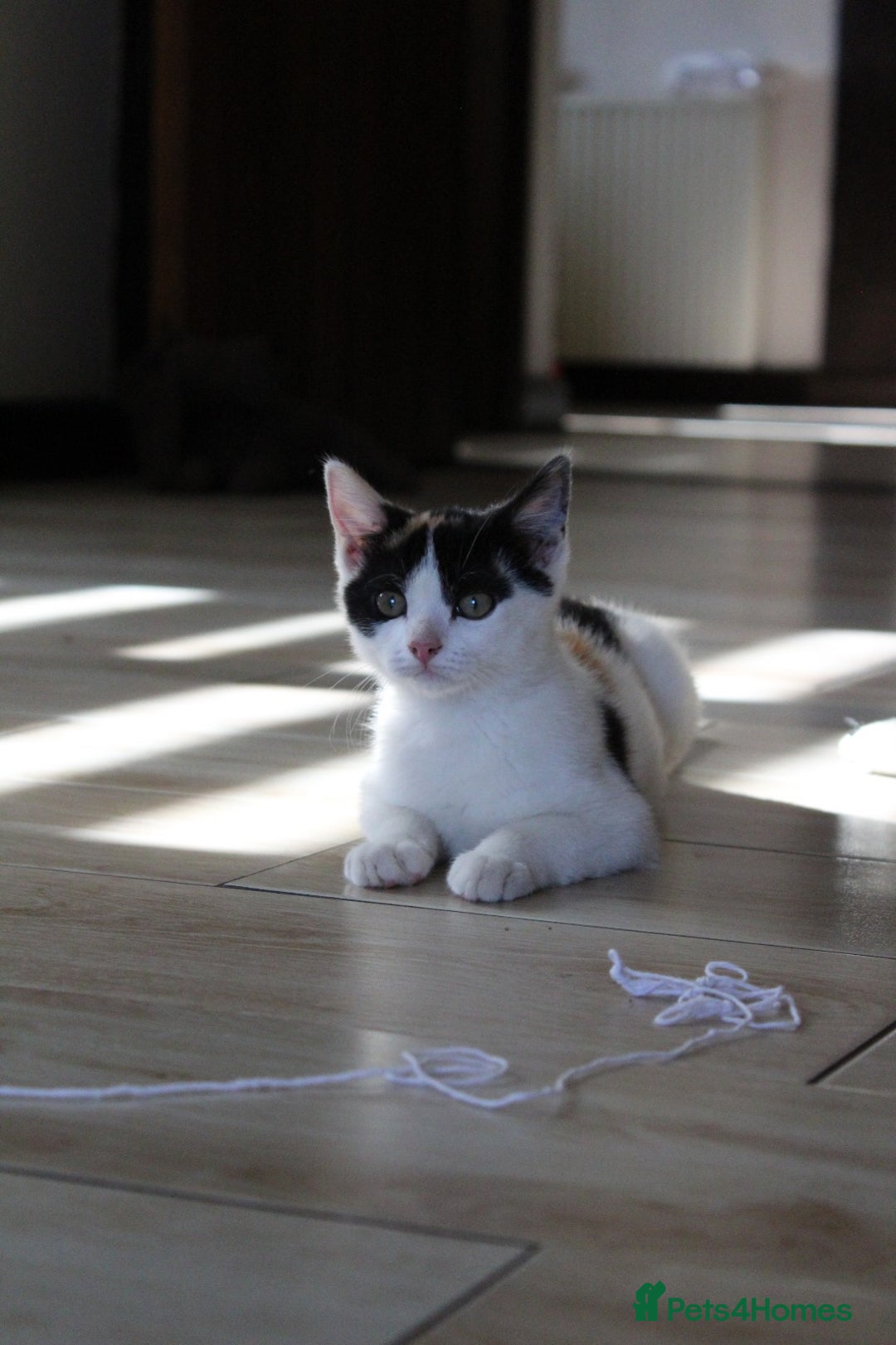 British Shorthair cats for sale: 2 Bundles of Joy!! Ready now!! - Image 17
