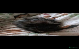Guinea Pig rodents for sale: Bonded boar brothers for sale - Image 4
