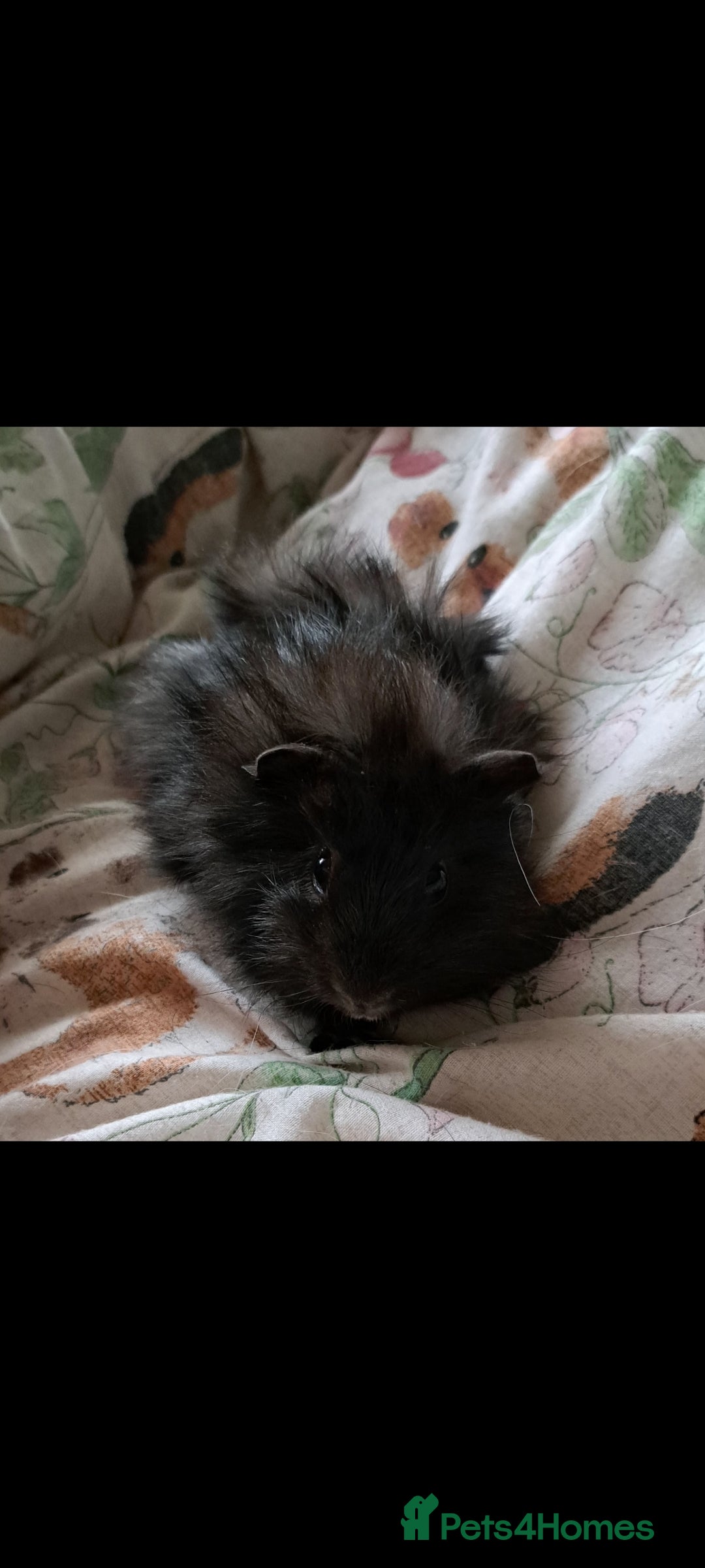 Guinea Pig rodents for sale: Bonded boar brothers for sale - Image 4