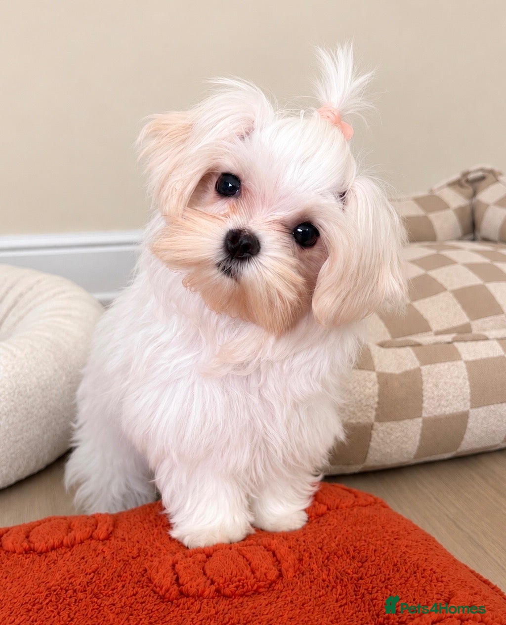 Maltese dogs Beautiful Korean kc Maltese female puppy - Advert 1