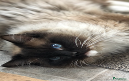 Ragdoll cats for stud: FOR STUD. Stunning GCCF reg active boy.  in Doncaster - Image 3