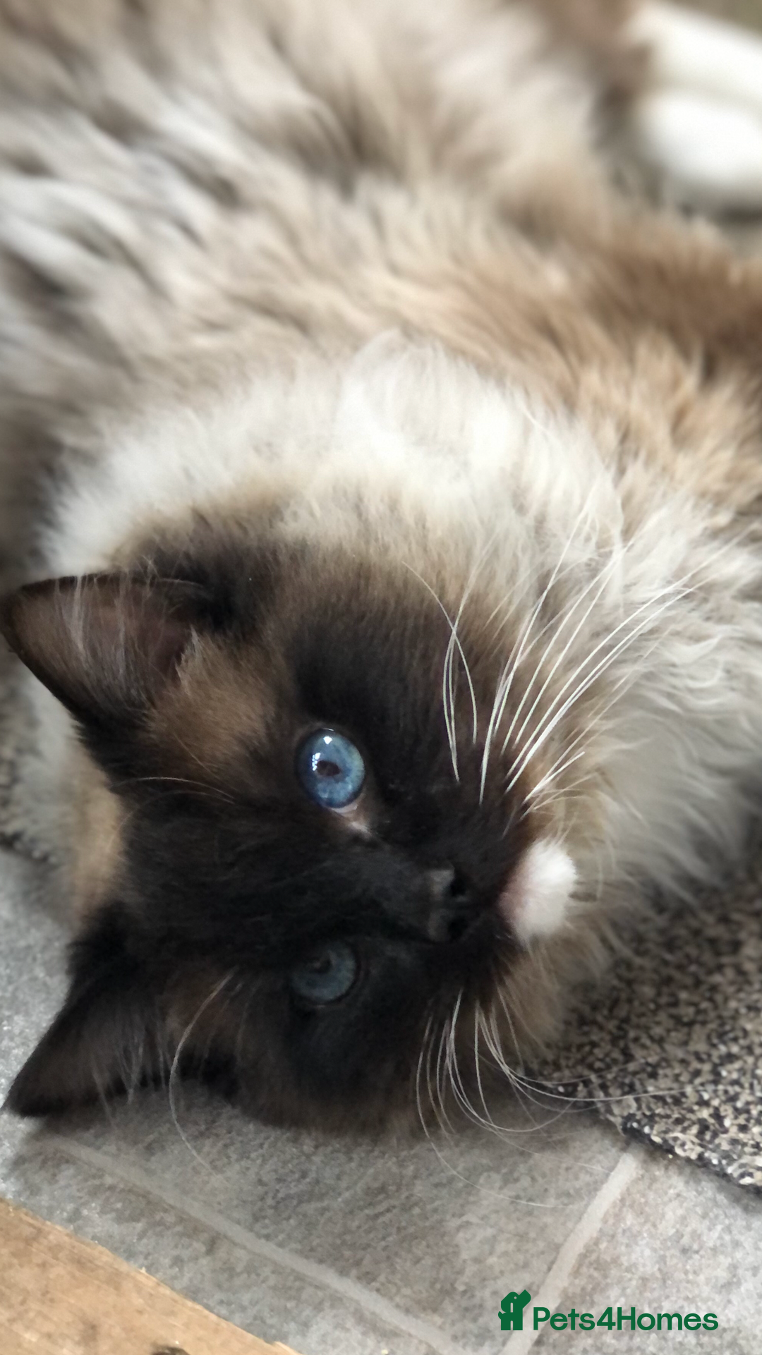 Ragdoll cats for stud: FOR STUD. Stunning GCCF reg active boy.  in Doncaster - Image 3