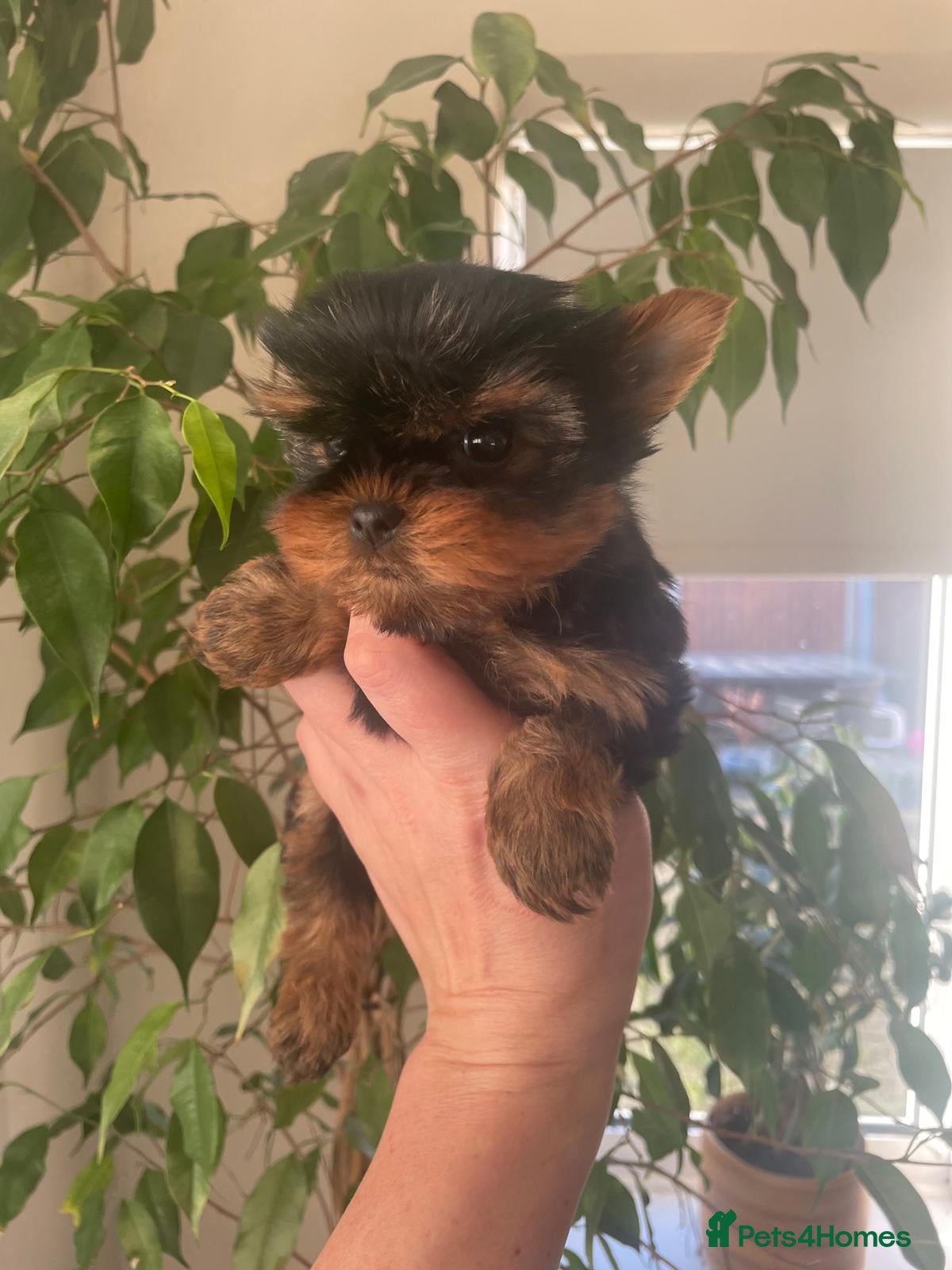 Yorkshire Terrier dogs Small size Puppies Available girl and boy (KC) - Advert 18