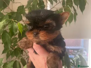 Yorkshire Terrier dogs Small size Puppies Available girl and boy (KC) - Advert 18