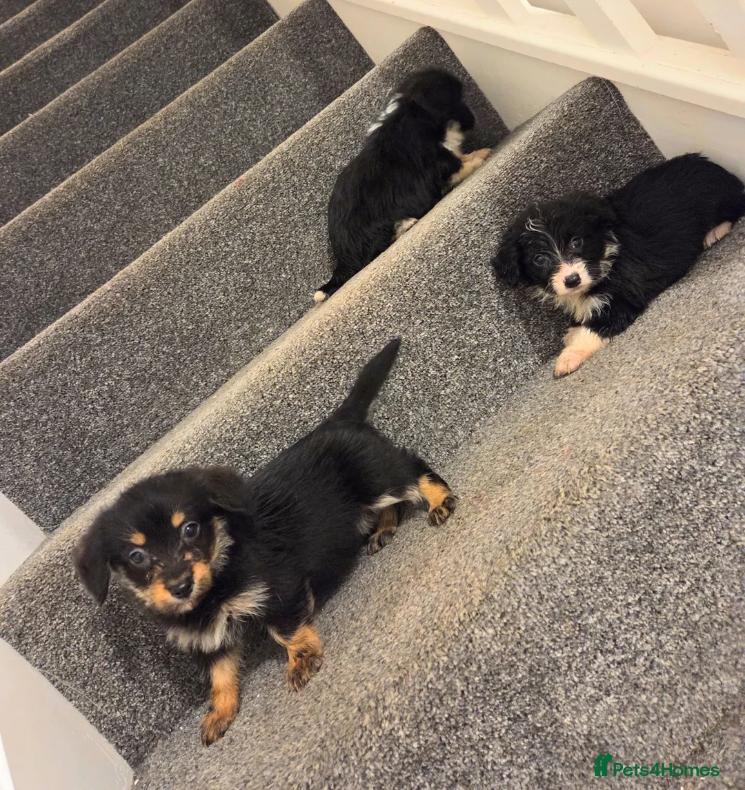 Mixed Breed dogs for sale: Superb CorgiPoo Puppies  - Advert 10
