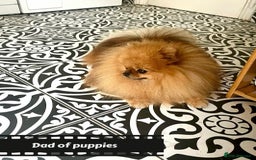 Pomeranian dogs for sale: Mini 500grams Now🔥Teddy Bear Face🧸 - Image 17