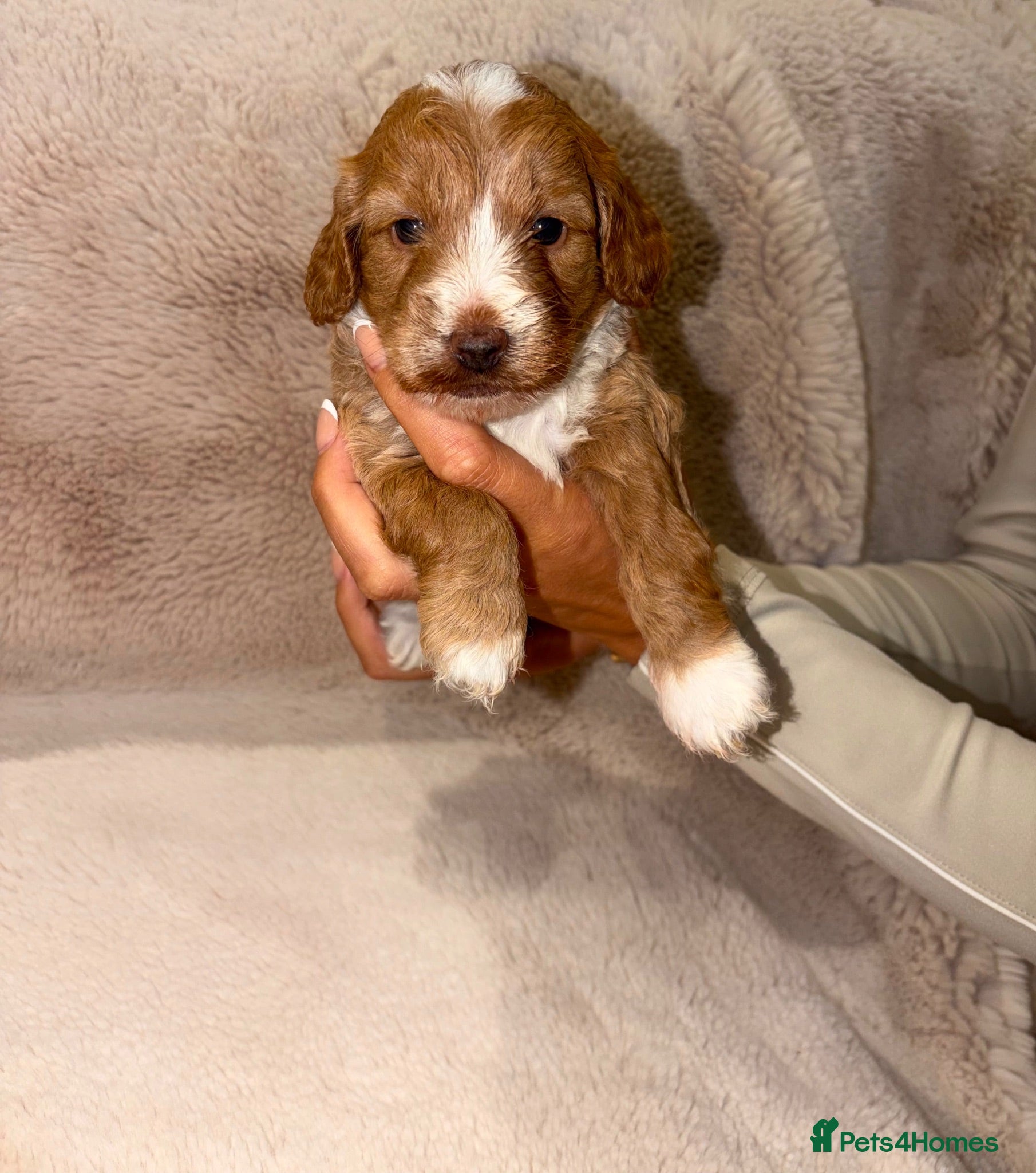 Cockapoo dogs F1 Cockapoo Puppies 🐶  - Advert 2