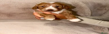 Cockapoo 2