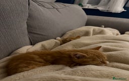 Mixed Breed cats for sale: 2 loveable boys - Image 7