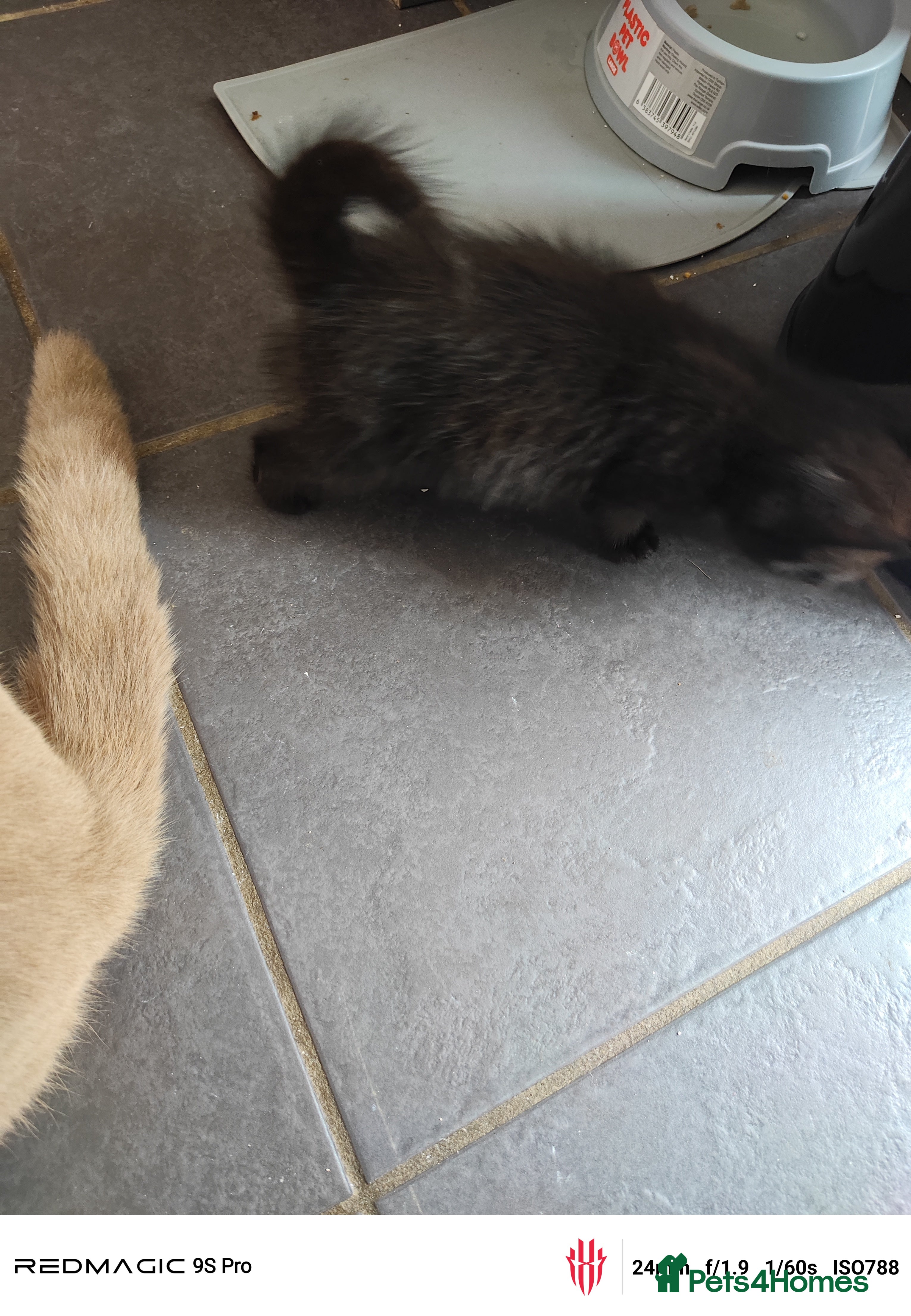 British Shorthair cats for sale: Mixed British Short hair - Advert 12