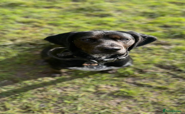 Bocker dogs in Bracknell - Advert 1