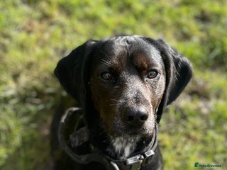 Bocker dogs in Bracknell - Advert 30