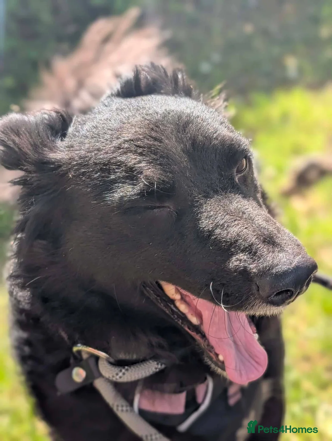 Mixed Breed dogs for adoption: Meet Sparkle,currently residing in Essex  in Frinton-on-Sea - Advert 8