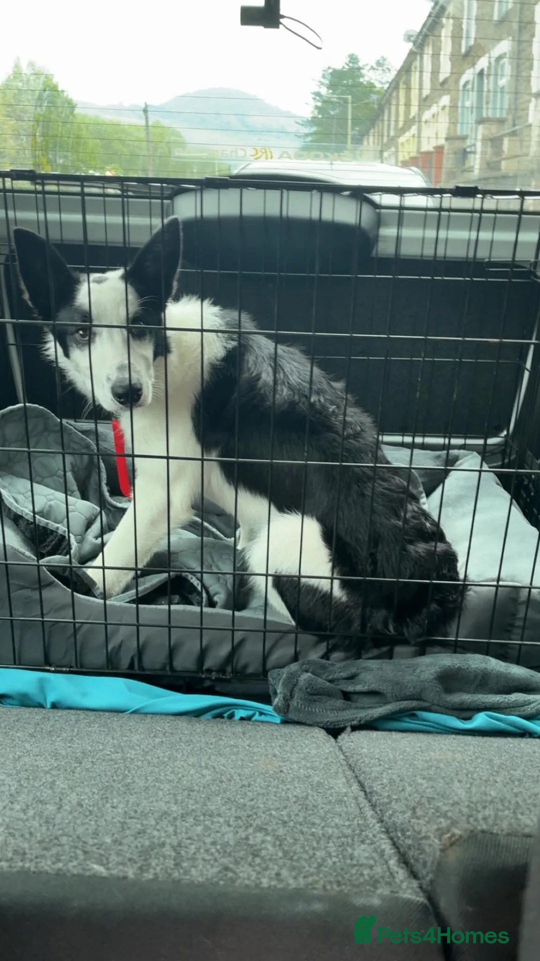 Border Collie dogs for sale: Maxi needs a new home - Advert 4