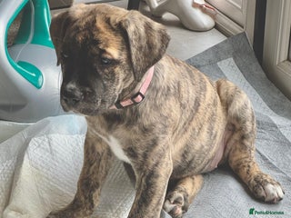 Mixed Breed dogs - Advert 13