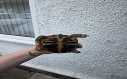 Tortoise reptiles for sale: Tortoise and tortoise table - Image 5