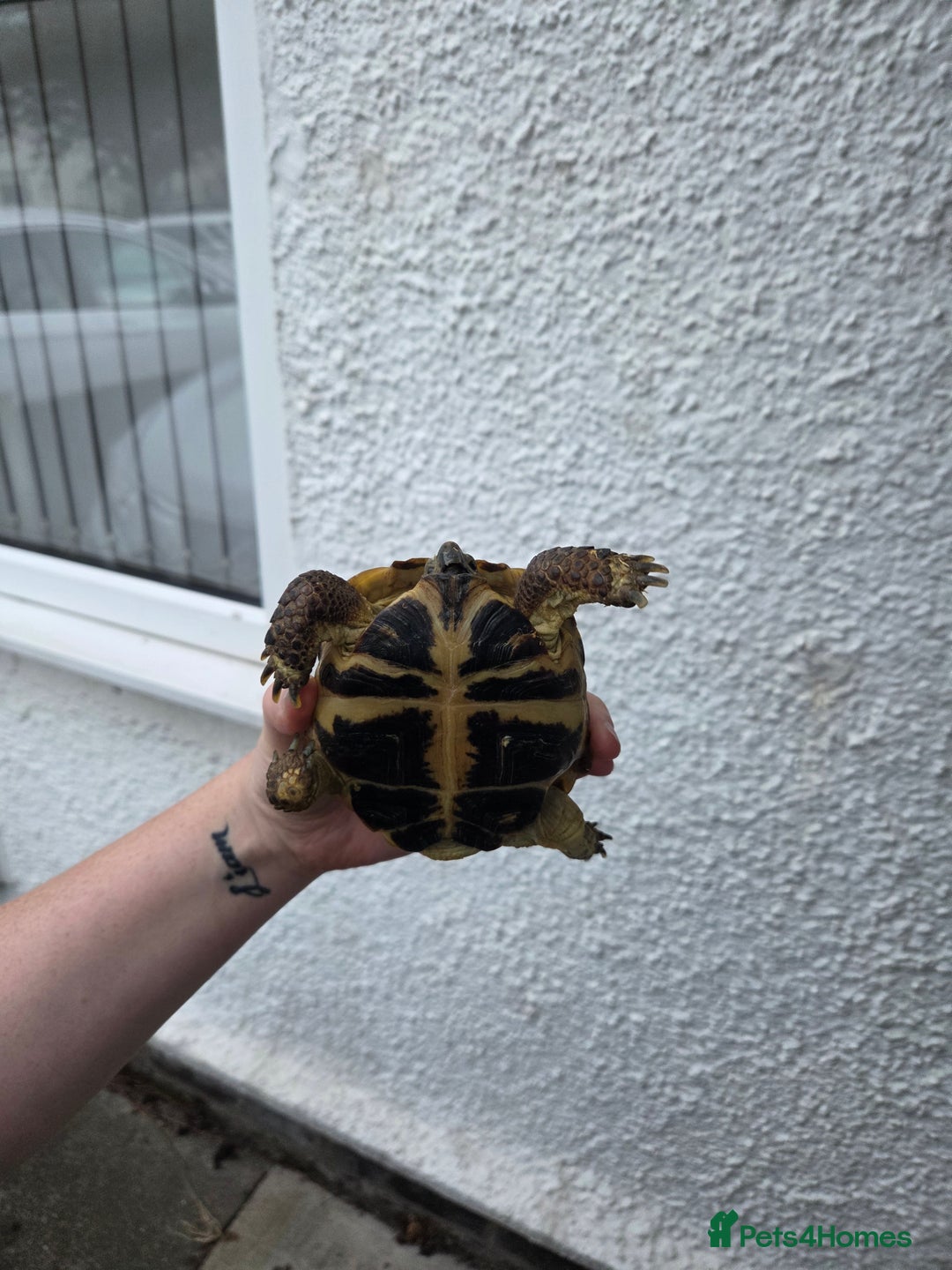 Tortoise reptiles for sale: Tortoise and tortoise table - Image 5