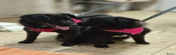 Mixed Breed dogs for adoption: ❤️🐶 YUKI & FIFI – TWO HEARTS, ONE LITTLE TEAM in Burton-on-Trent - Advert 22