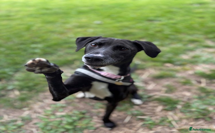 Mixed Breed dogs - Advert 3