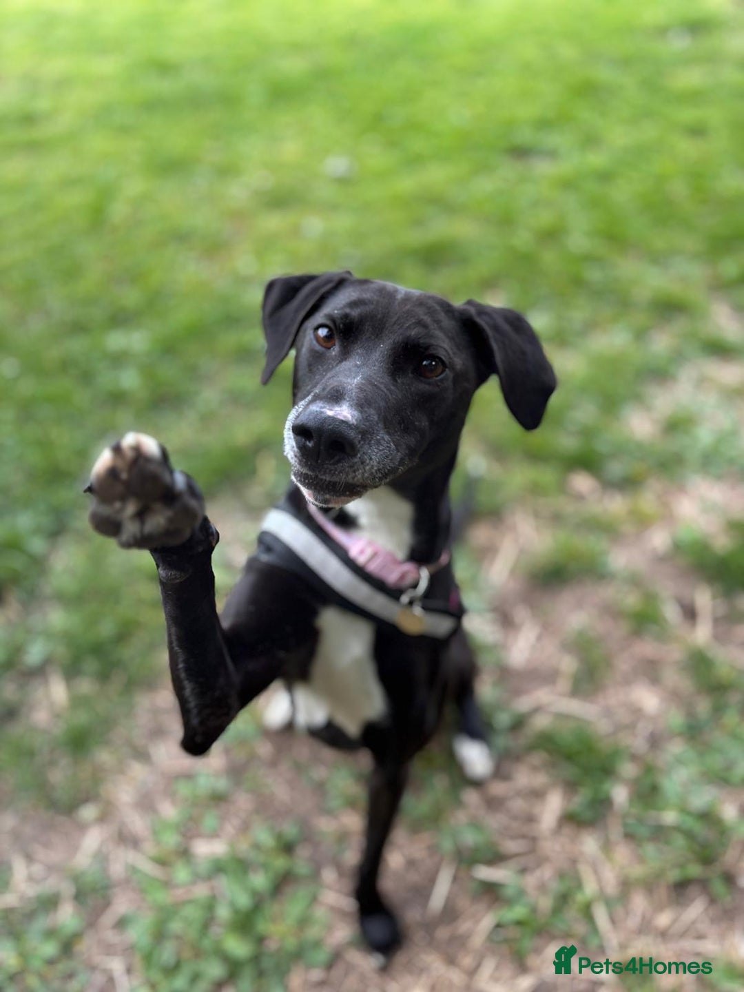 Mixed Breed dogs for adoption: Luna  - Image 1