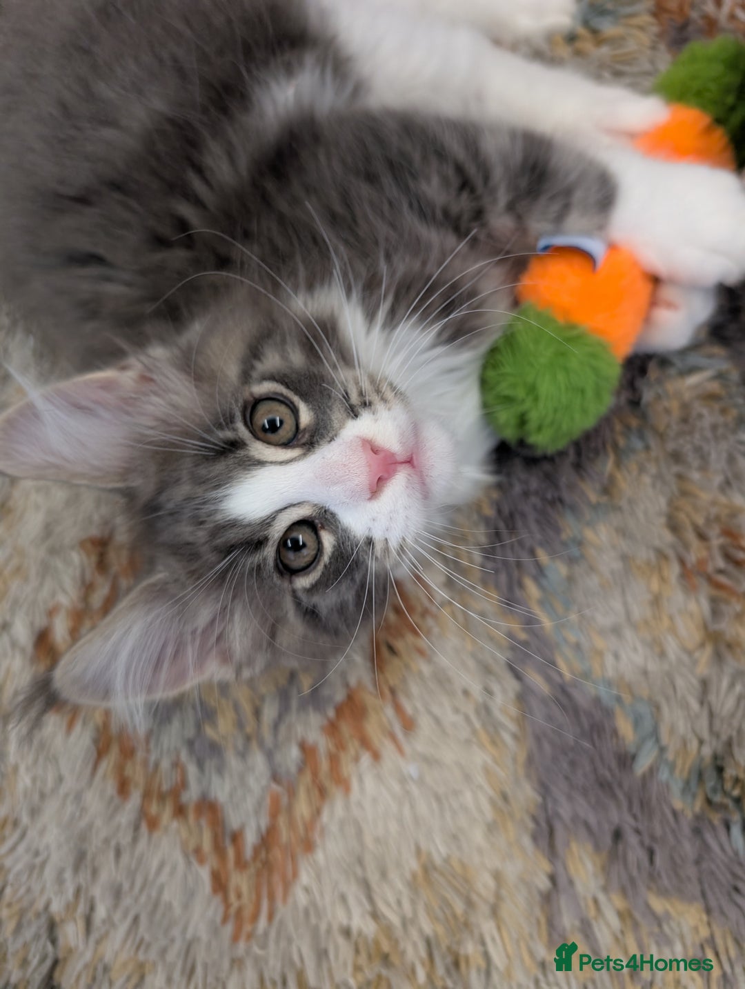 Maine Coon cats for sale: Maine Coon Kittens GCCF - Image 4
