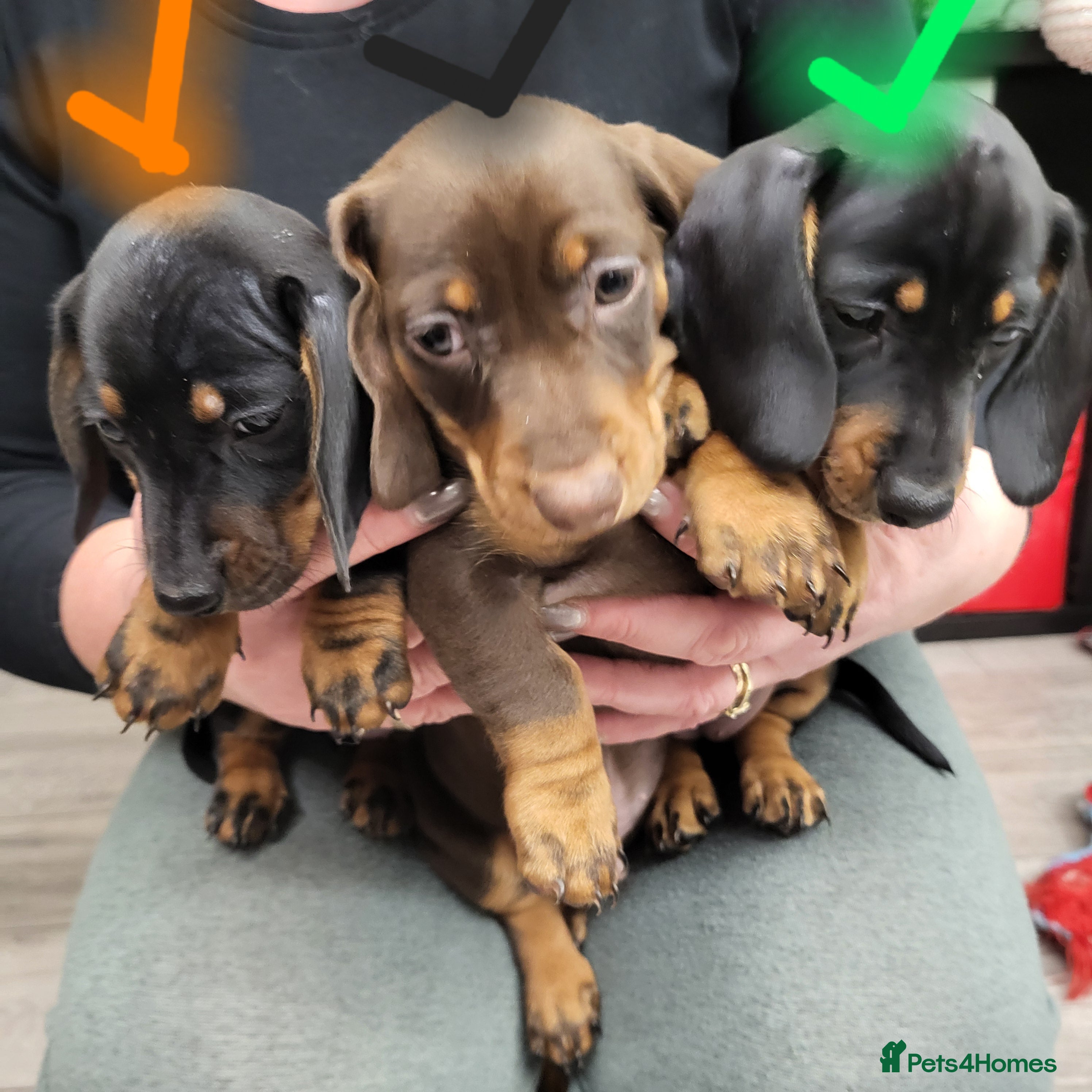 Dachshund dogs Wonderful dachshund puppies  - Advert 1