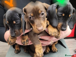 Dachshund dogs Wonderful dachshund puppies - Advert 1