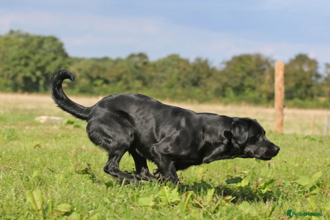 Labrador Retriever dogs for stud: Fully DNA Health tested Labrador stud dog in Alton - Advert 6