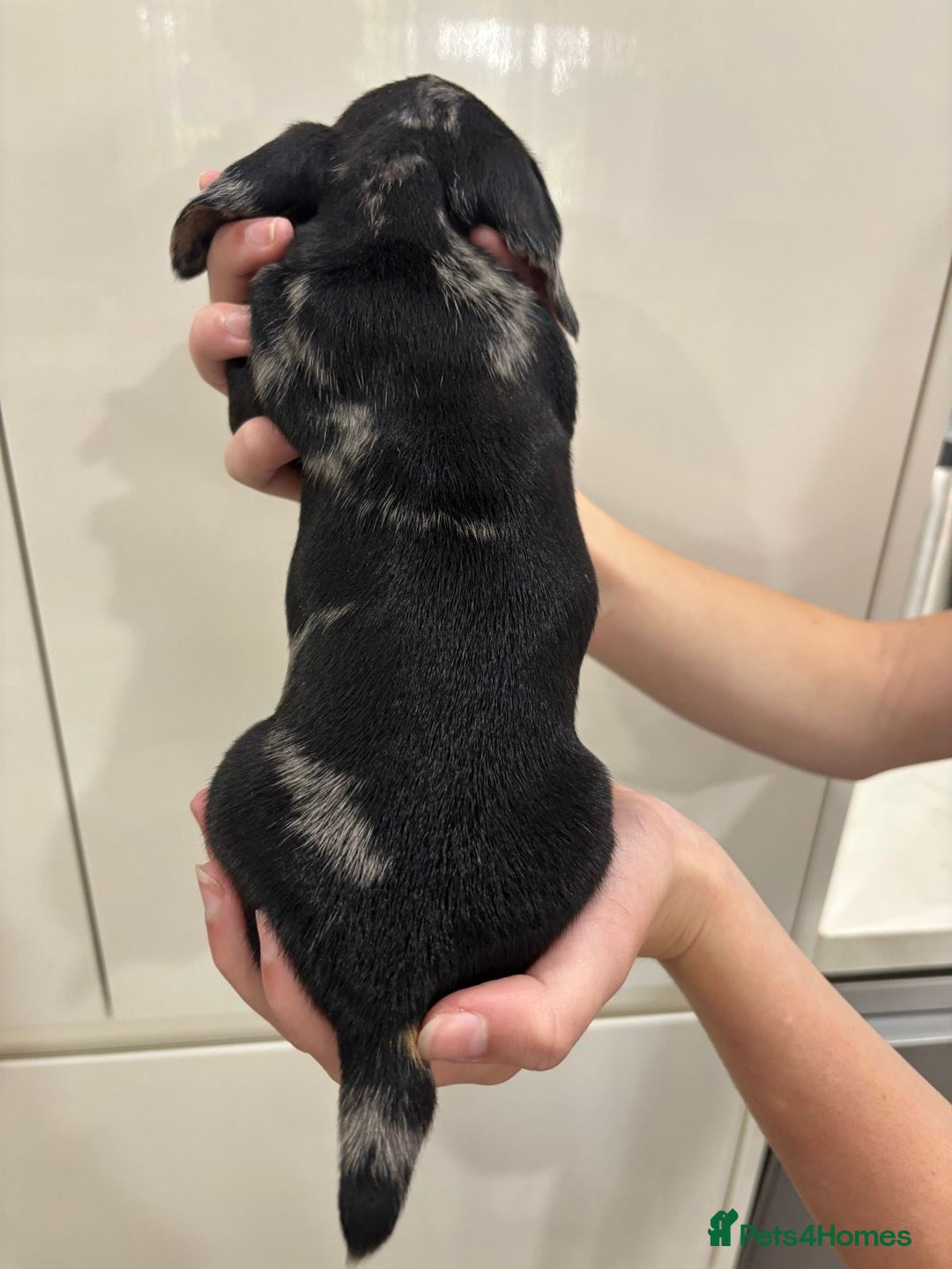 Miniature Dachshund dogs for sale: calm cuties silver dachshund mini dapples - Image 3