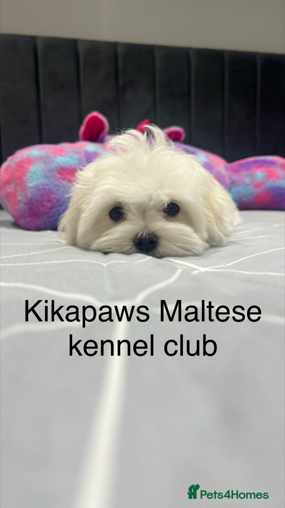 Maltese dogs for sale: Kikapaws Maltese puppies 🐶  - Advert 1