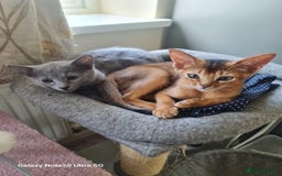 Abyssinian cats for sale: Gorgeous Abyssinian kitten, last one!  - Image 6