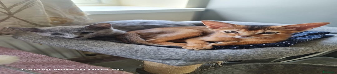 Abyssinian Kitten 2