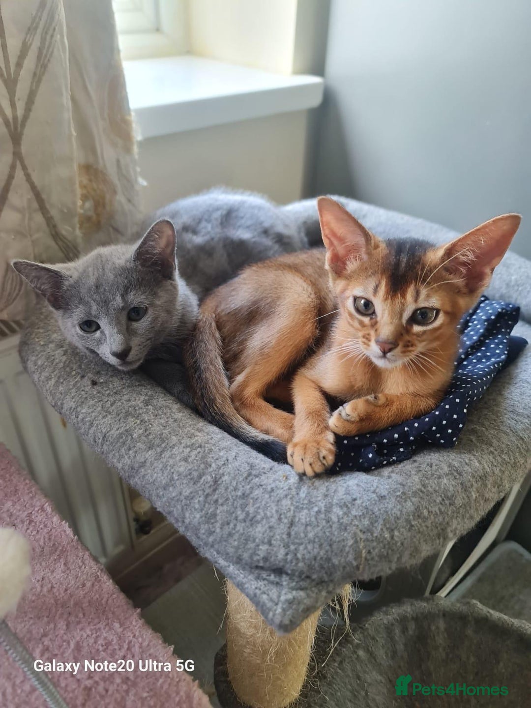 Abyssinian cats for sale: Gorgeous Abyssinian kitten, last one!  - Image 6