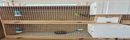 Budgerigars birds for sale: Breeding cages with budgies in Plymouth - Advert 10