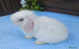 Mini Lop rabbits for sale: Stunning Blue eyed White Mini lop Buck - Image 3