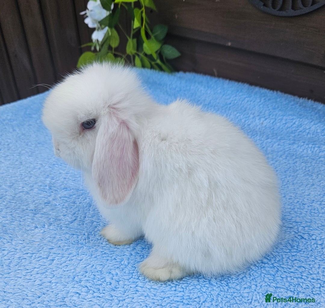 Mini Lop rabbits for sale: Stunning Blue eyed White Mini lop Buck - Image 3