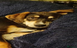 Mixed Breed dogs for adoption: Loving gentle Mike for adoption  - Image 2