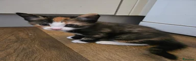 Mixed Breed 2
