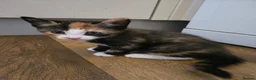 Mixed Breed cats for sale: 3 kittens for sale - Advert 5