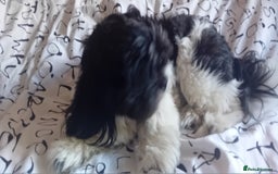 Shih Tzu dogs for stud: Sonic  - Image 2